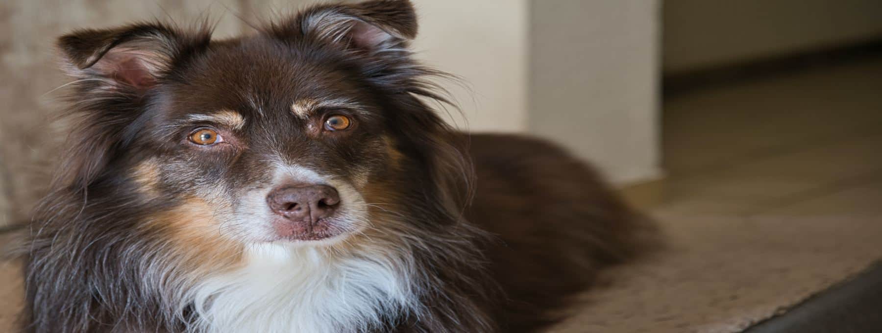 How to Remove Dog Poop From Rugs Infographic Pettyjohn's